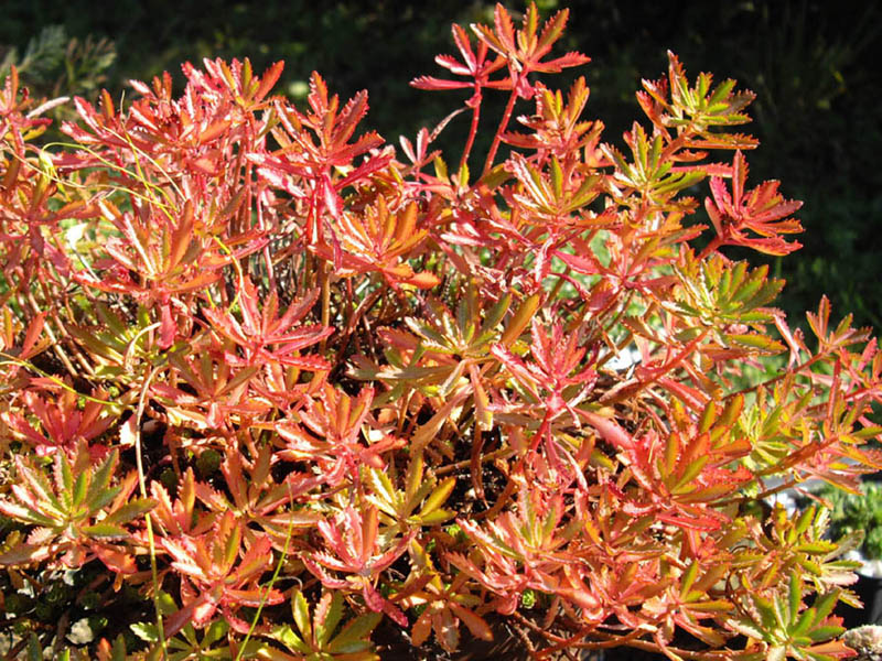Phedimus sichotensis photo